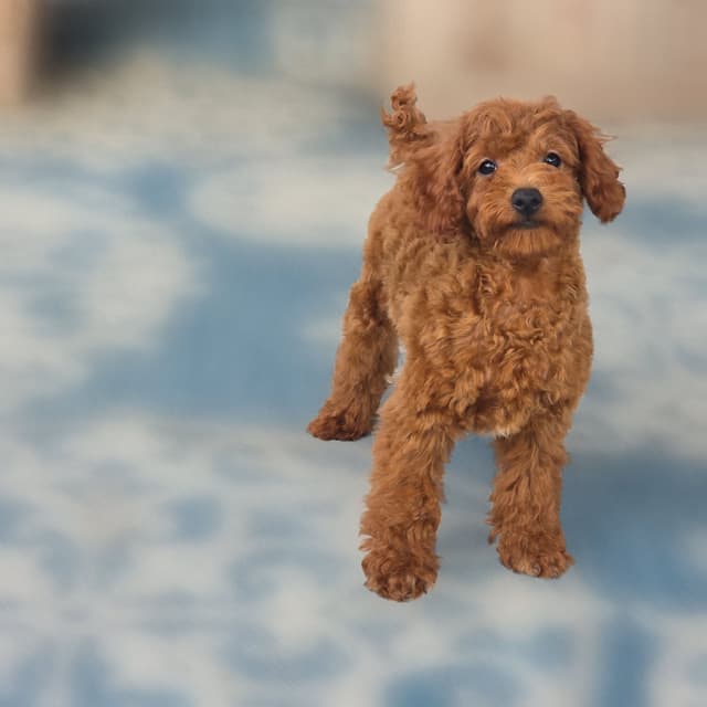 Red Mini Poodle Puppies media 9