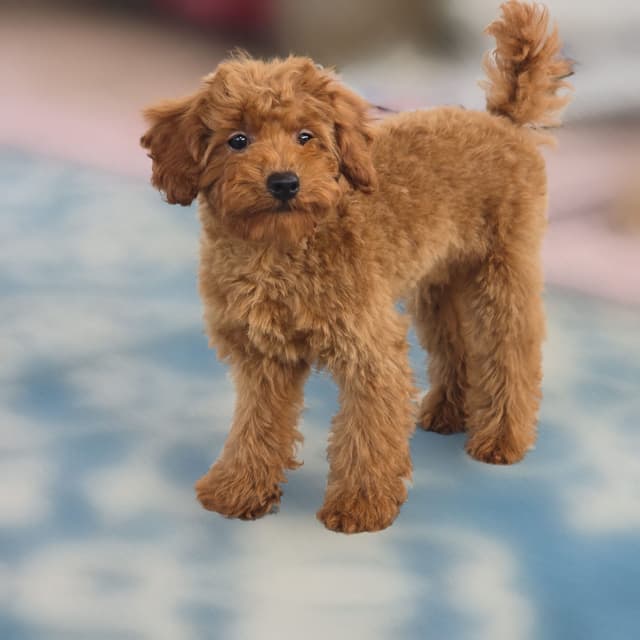 Red Mini Poodle Puppies media 10