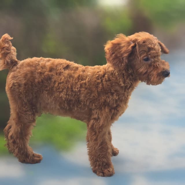 Red Mini Poodle Puppies media 14