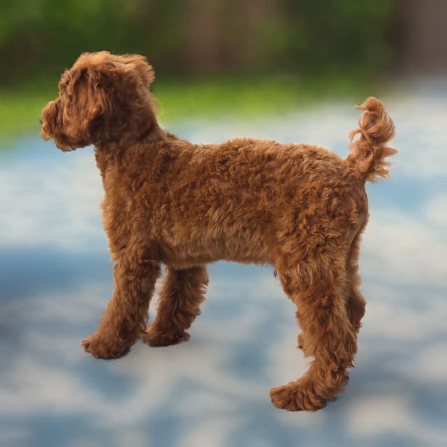 Red Mini Poodle Puppies media 11