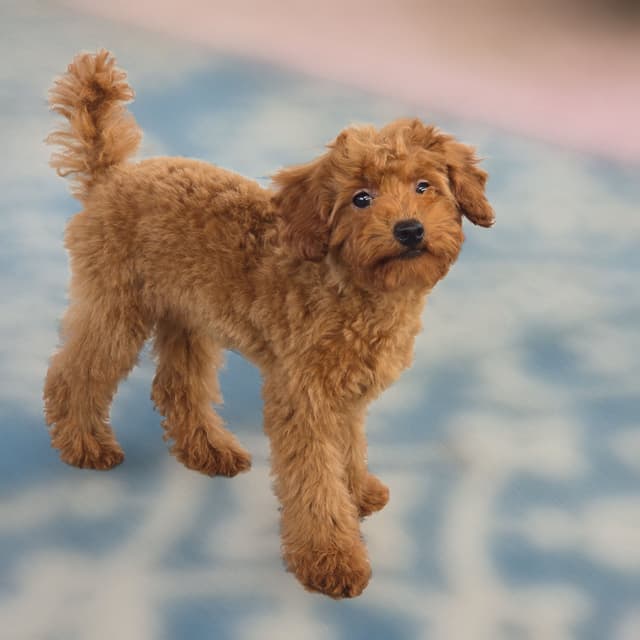 Red Mini Poodle Puppies media 12