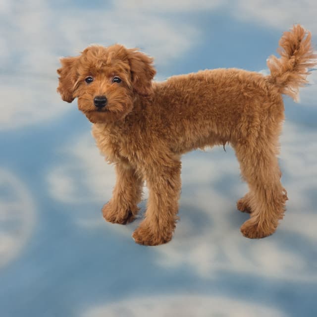 Red Mini Poodle Puppies media 13