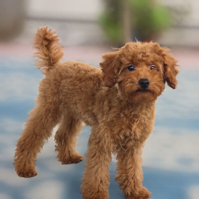 Red Mini Poodle Puppies media 19