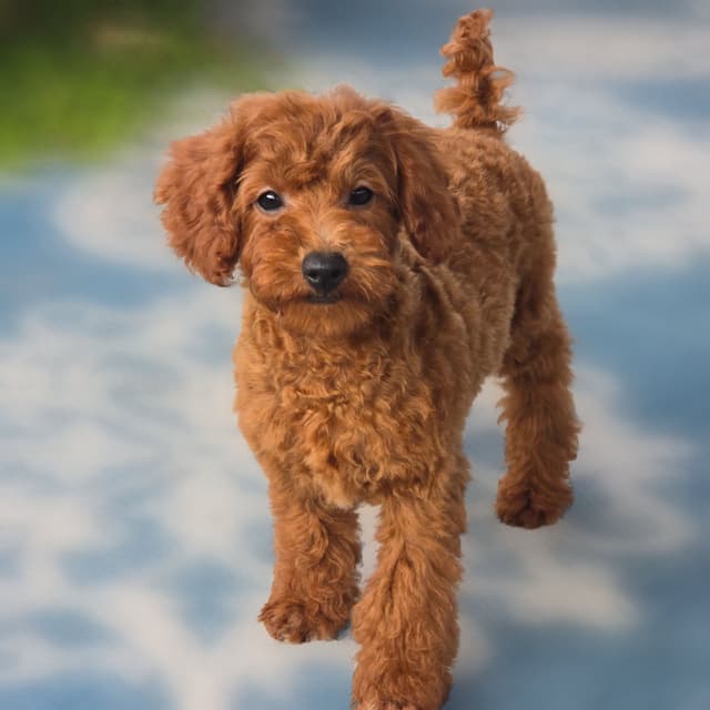 Red Mini Poodle Puppies media 15