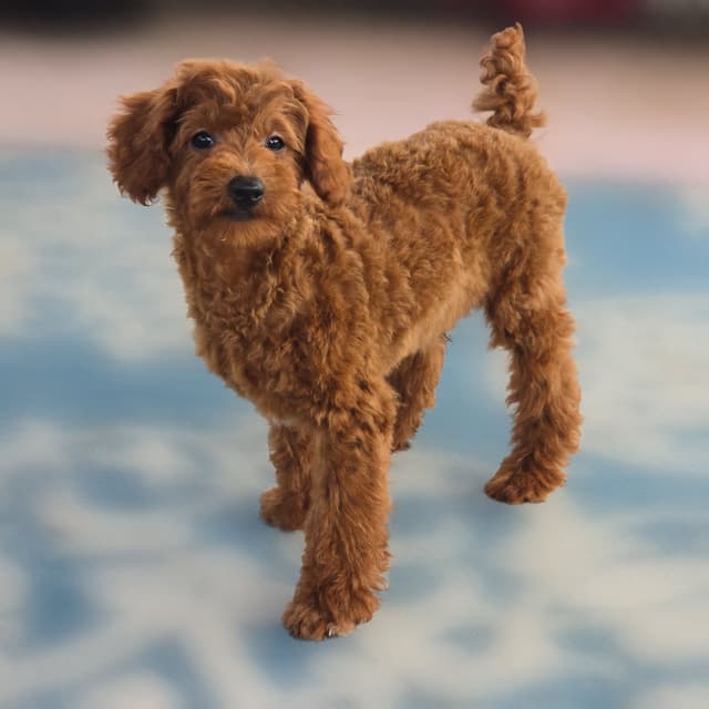 Red Mini Poodle Puppies media 17
