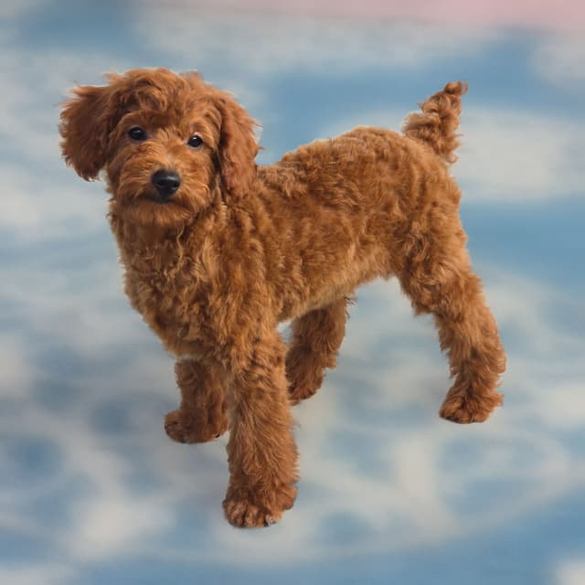 Red Mini Poodle Puppies media 16