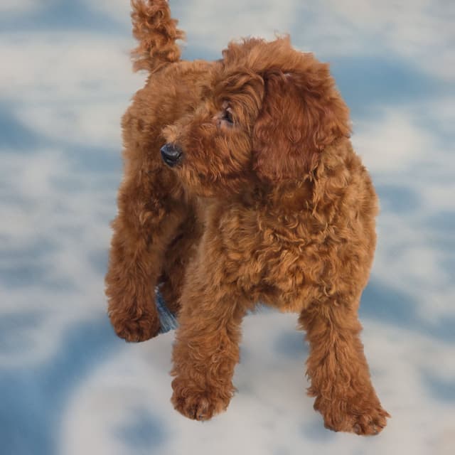 Red Mini Poodle Puppies media 23