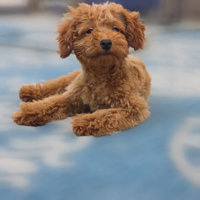Red Mini Poodle Puppies media 18