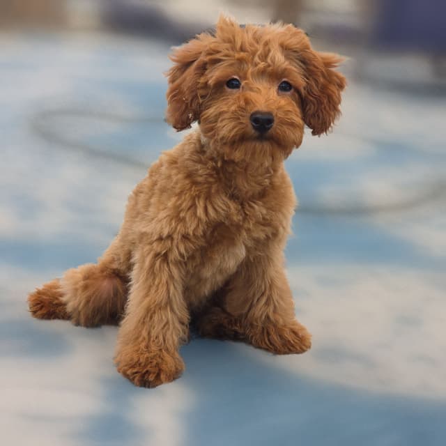Red Mini Poodle Puppies media 20