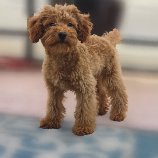 Red Mini Poodle Puppies media 27