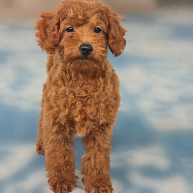 Red Mini Poodle Puppies media 21
