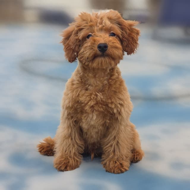 Red Mini Poodle Puppies media 24