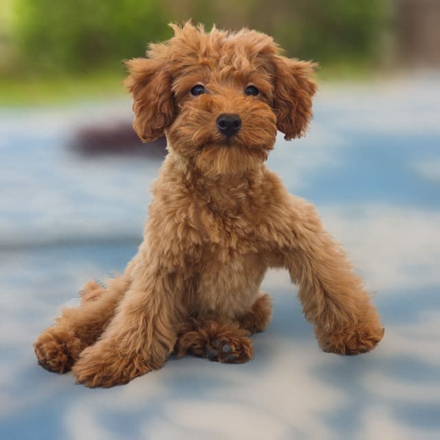 Red Mini Poodle Puppies media 22