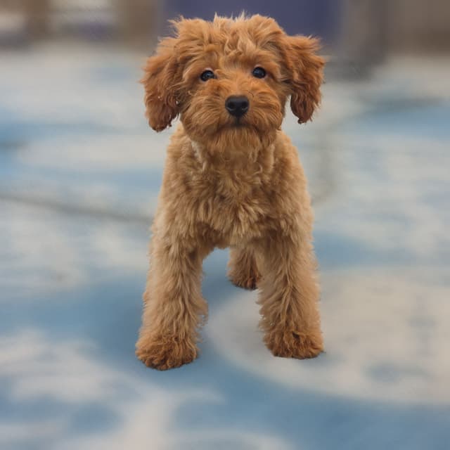 Red Mini Poodle Puppies media 26