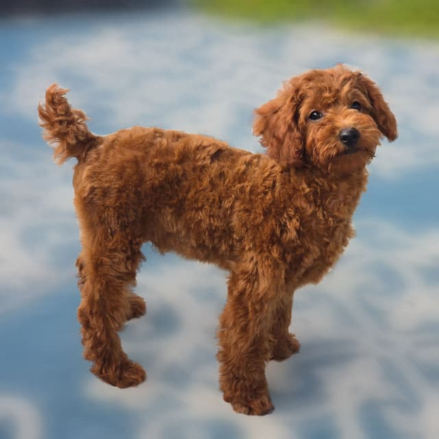 Red Mini Poodle Puppies media 25