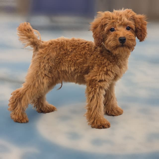 Red Mini Poodle Puppies media 29