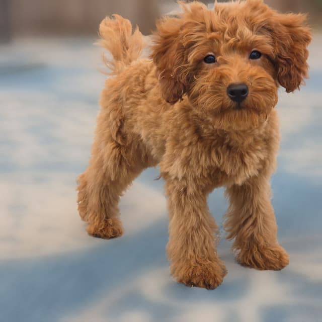 Red Mini Poodle Puppies media 28