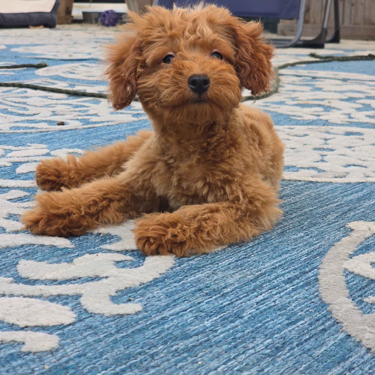 Red Mini Poodle Puppies breeder image 4