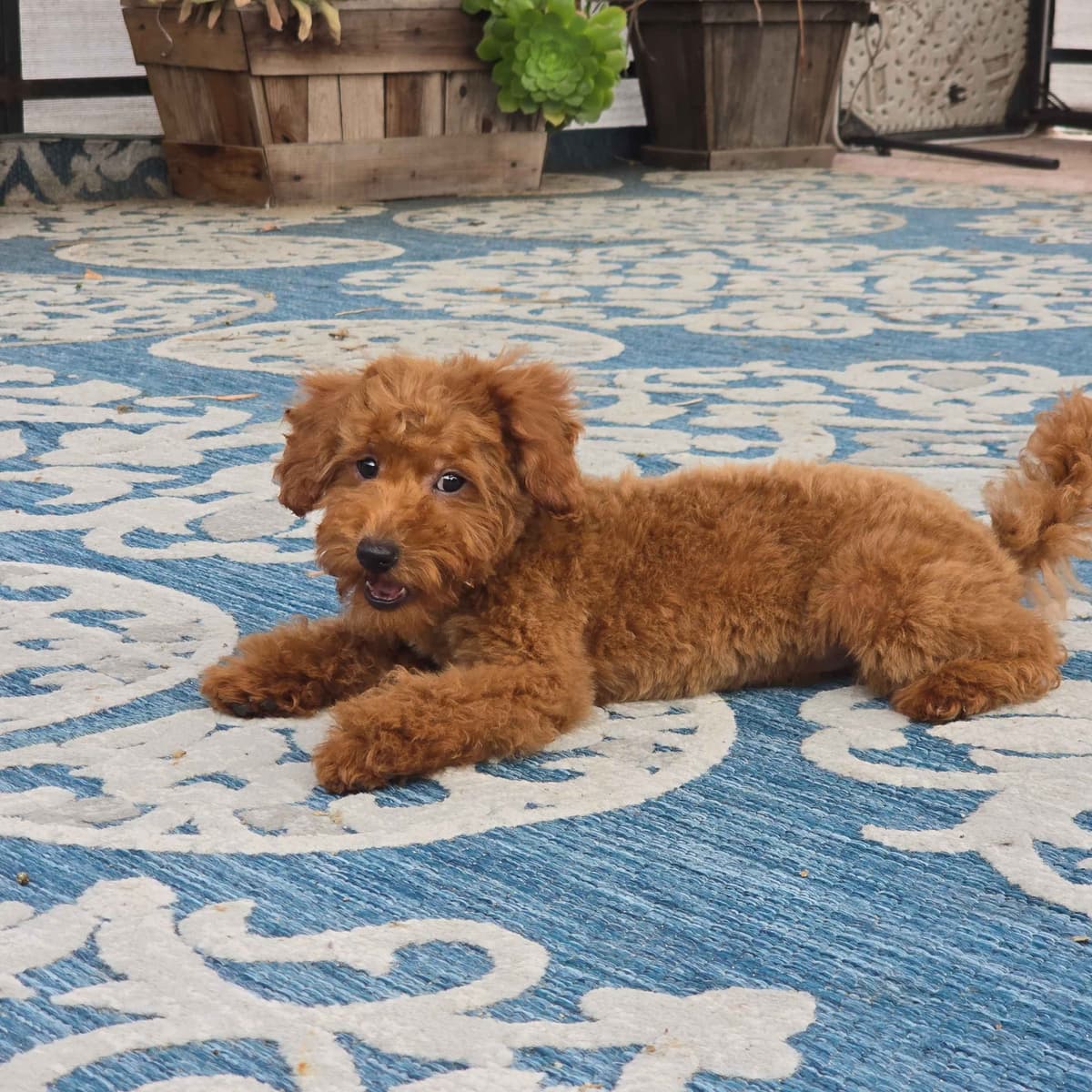 Red Mini Poodle Puppies breeder image 2