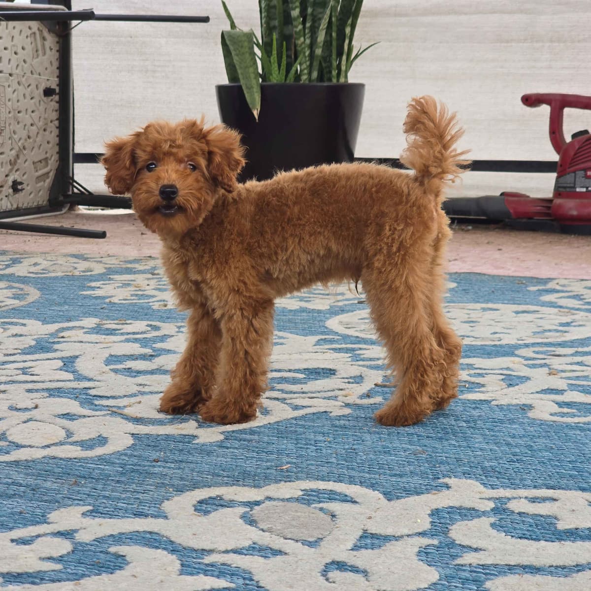 Red Mini Poodle Puppies breeder image 3