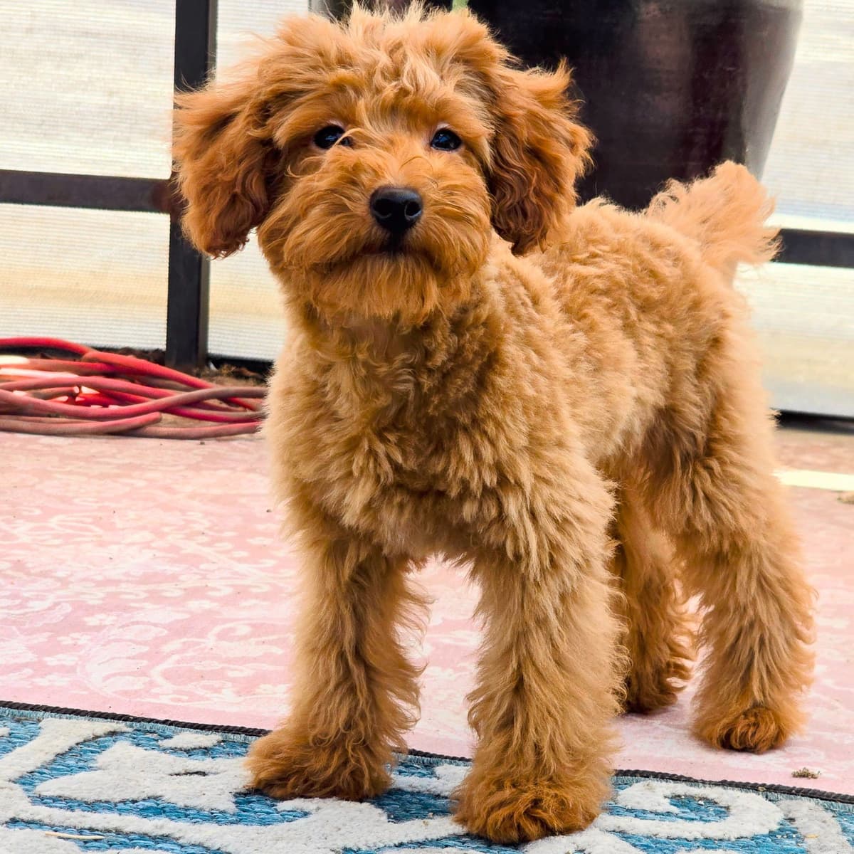 Red Mini Poodle Puppies breeder image 5