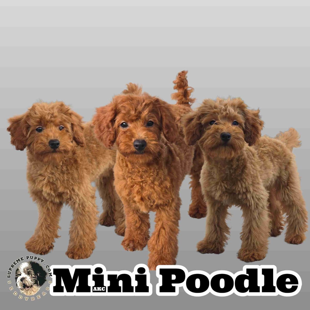 Red Mini Poodle Puppies breeder image 1