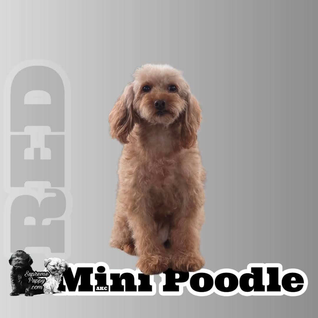 Red Mini Poodle Puppies breeder image 6