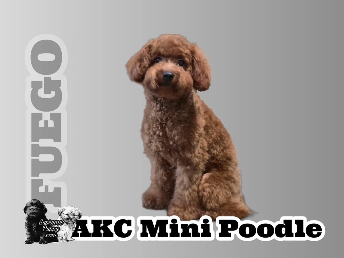 Red Mini Poodle Puppies breeder image 7