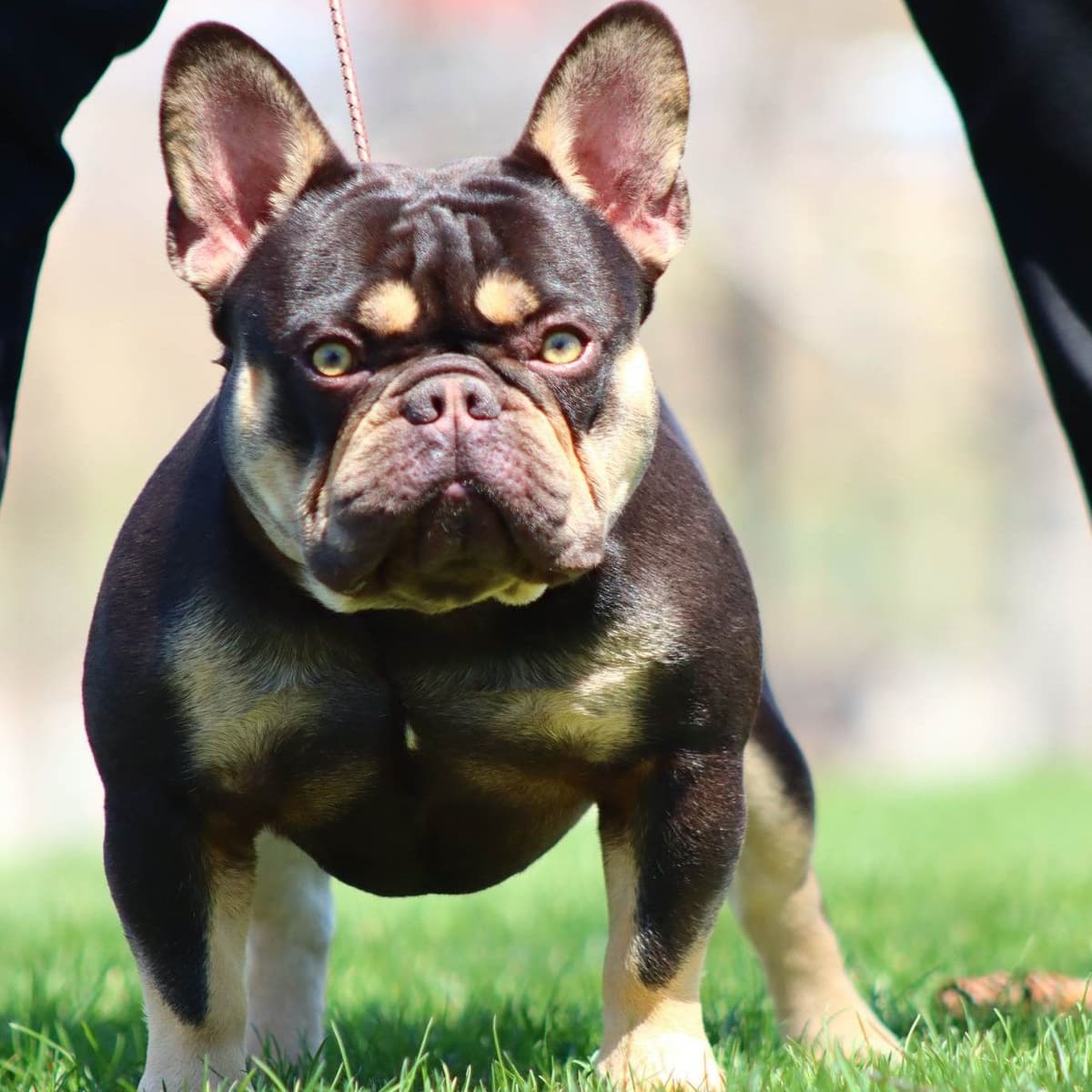 Beautiful litter of French Bulldog puppies breeder image 1