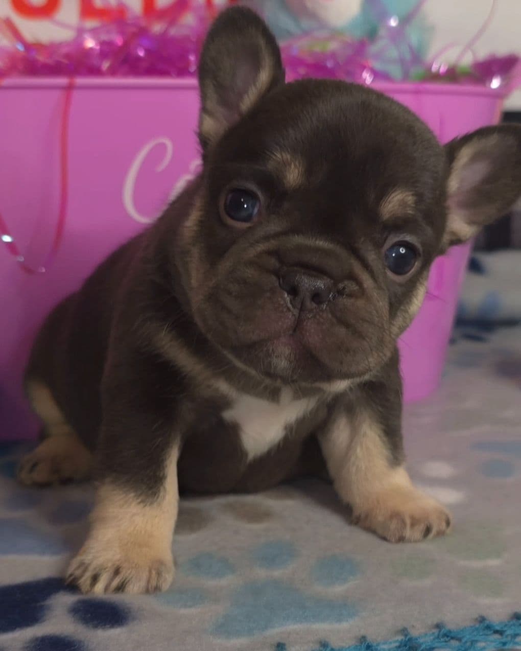Beautiful litter of French Bulldog puppies breeder image 2
