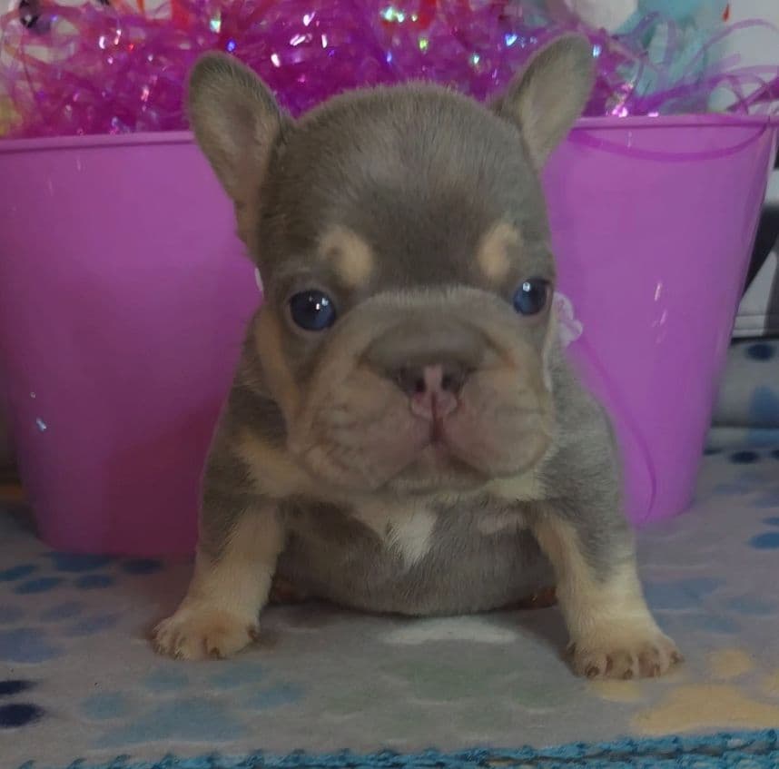 Beautiful litter of French Bulldog puppies breeder image 3