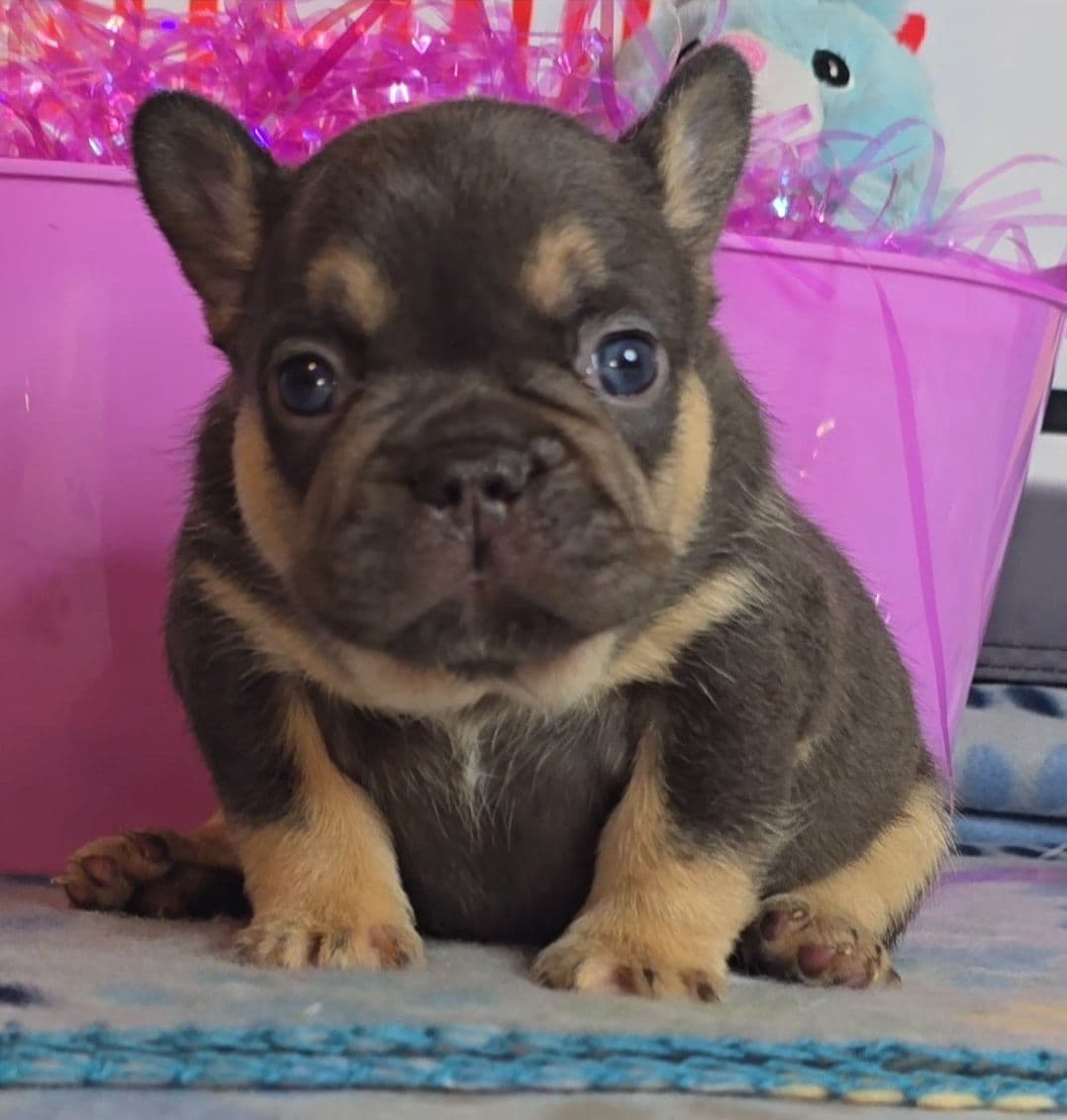 Beautiful litter of French Bulldog puppies breeder image 4