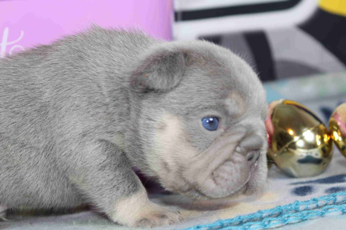 Beautiful litter of French Bulldog puppies breeder image 6