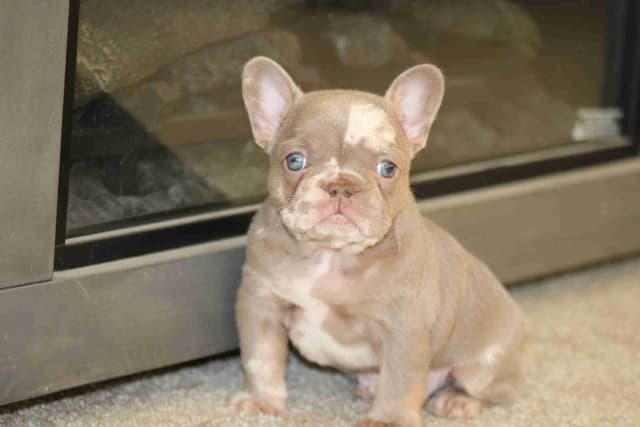 Beautiful litter of French Bulldog puppies media 3
