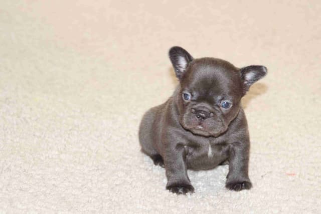 Beautiful litter of French Bulldog puppies media 4