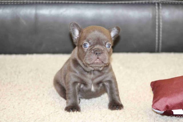 Beautiful litter of French Bulldog puppies media 7
