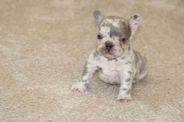Beautiful litter of French Bulldog puppies media 6