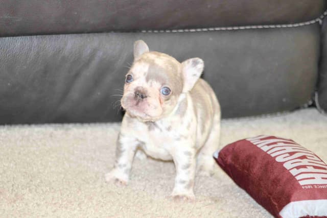 Beautiful litter of French Bulldog puppies media 5