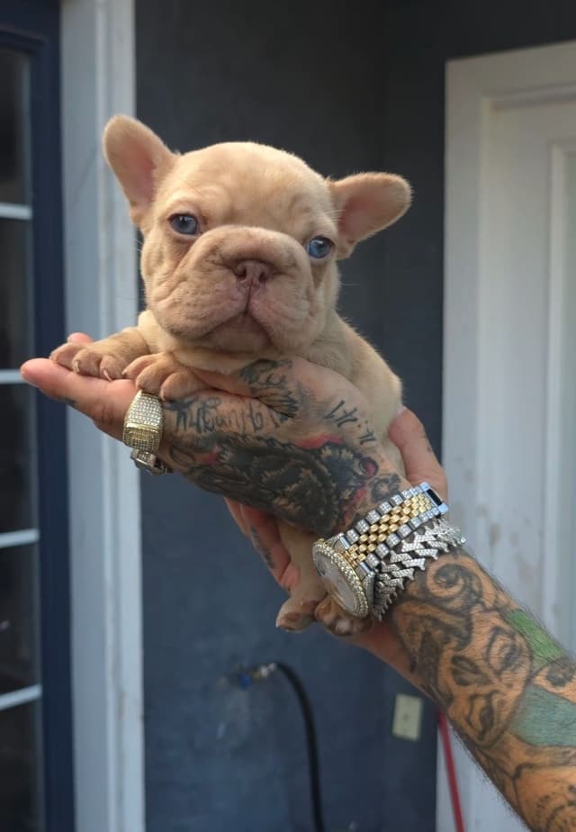 Beautiful litter of French Bulldog puppies media 8
