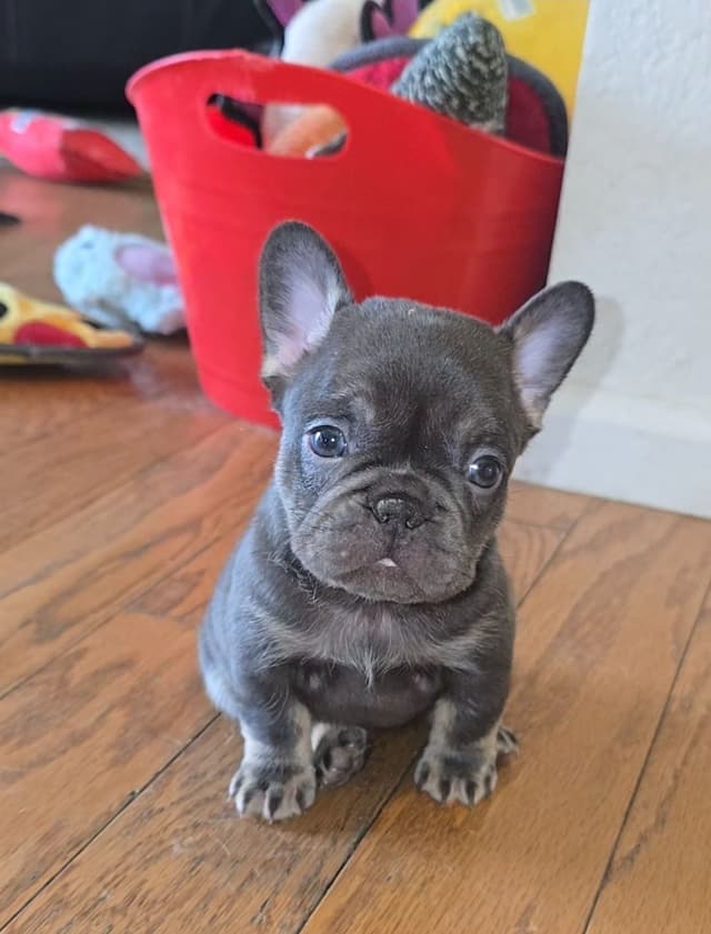 Beautiful litter of French Bulldog puppies media 2