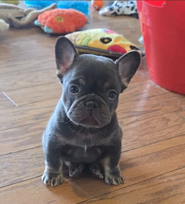 Beautiful litter of French Bulldog puppies media 9