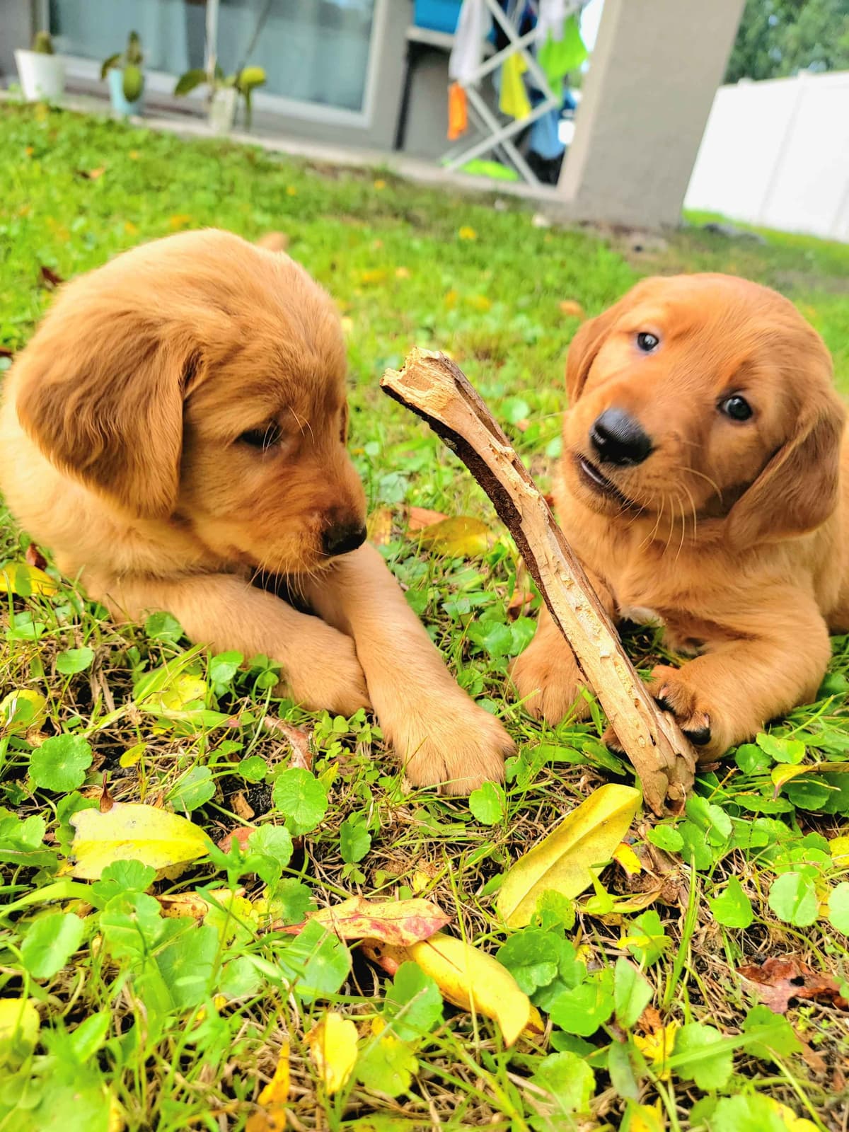 Golden Retriever Puppies breeder image 1