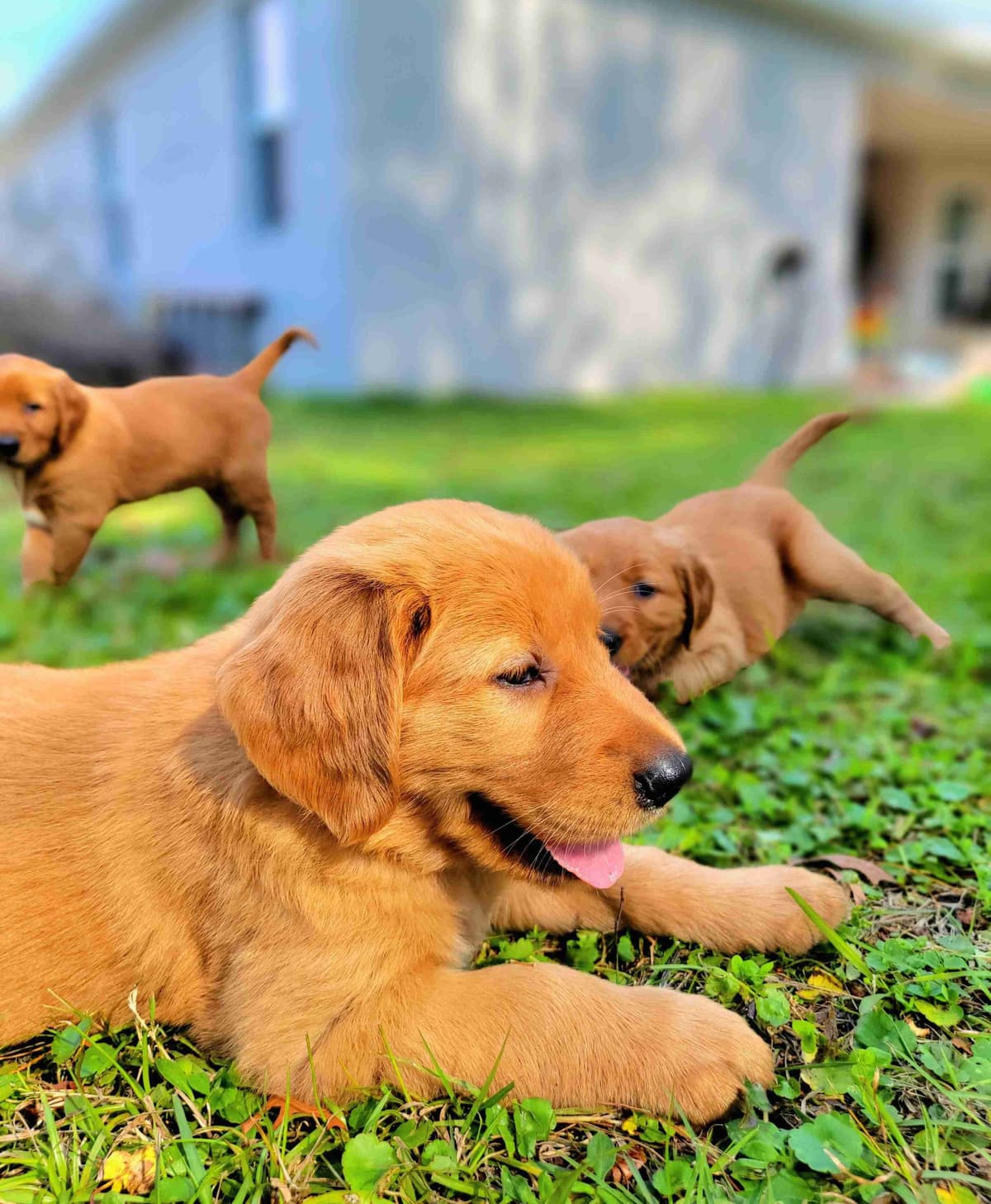 Golden Retriever Puppies breeder image 2