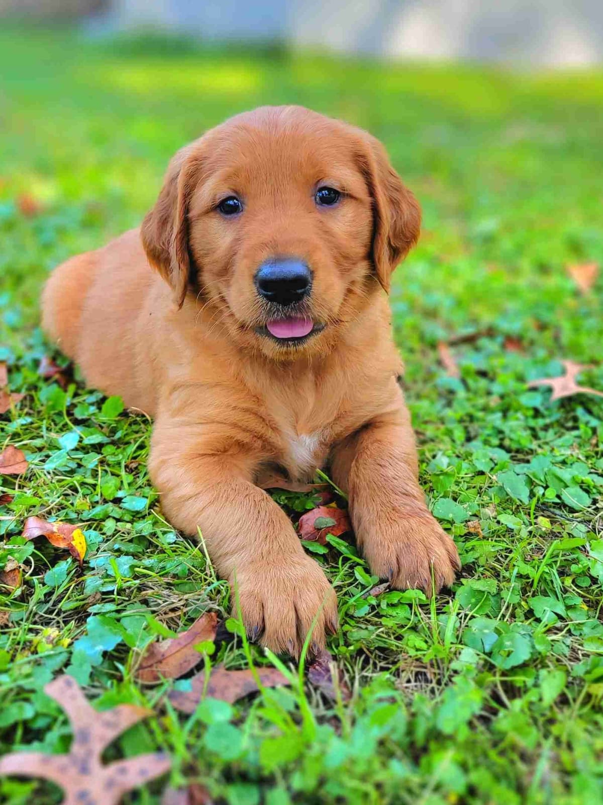 Golden Retriever Puppies breeder image 3