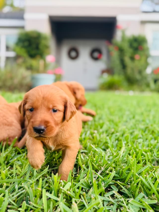 Golden Retriever Puppies media 9
