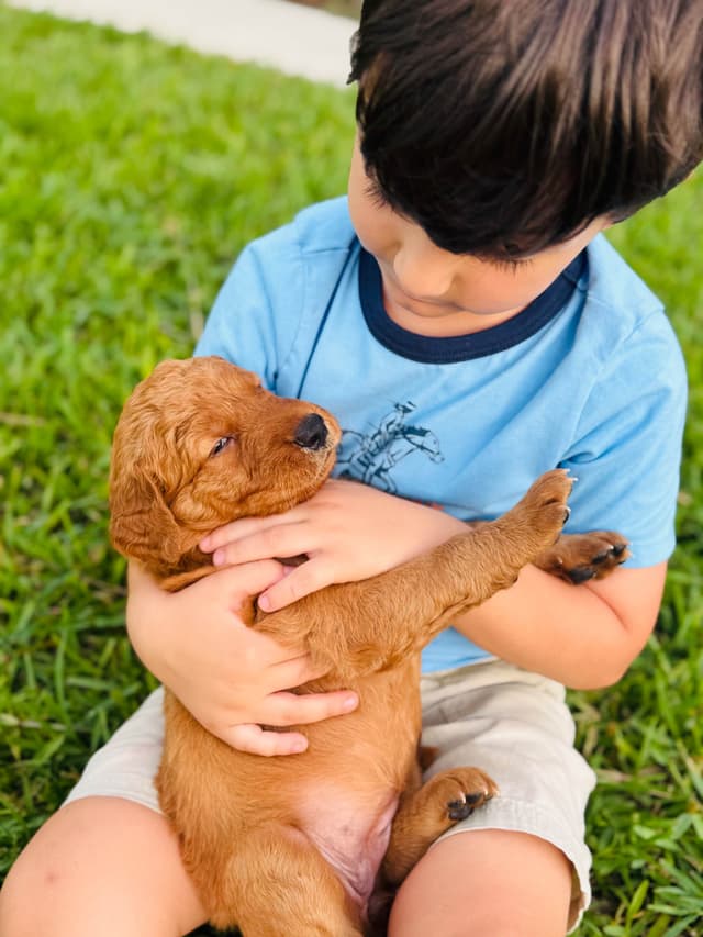 Golden Retriever Puppies media 3