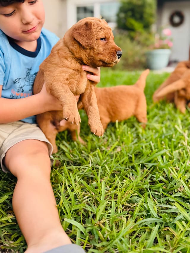 Golden Retriever Puppies media 10