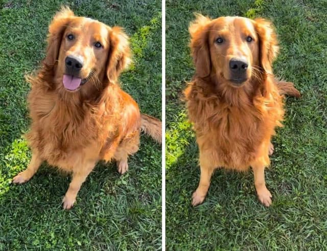 Golden Retriever Puppies media 5
