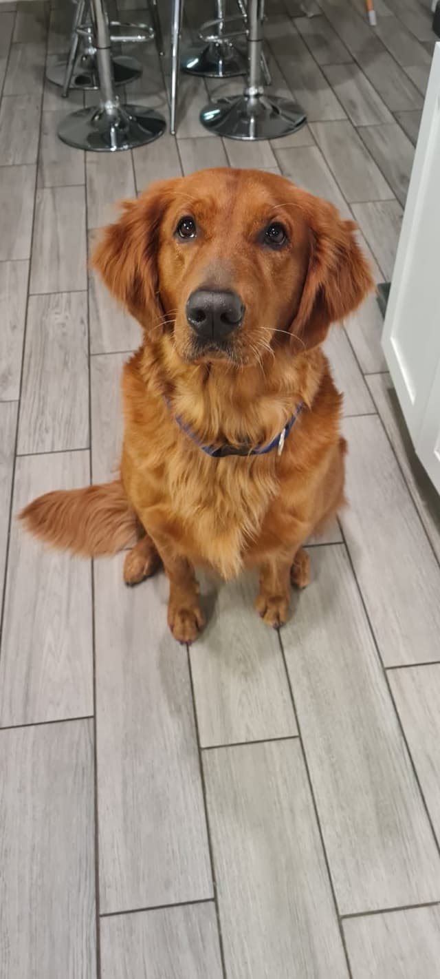 Golden Retriever Puppies media 6