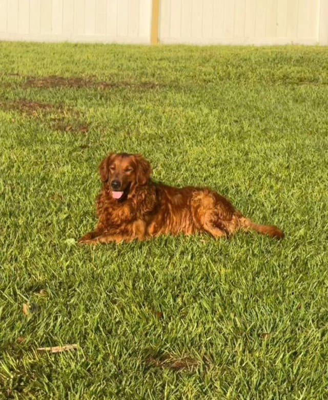Golden Retriever Puppies media 7